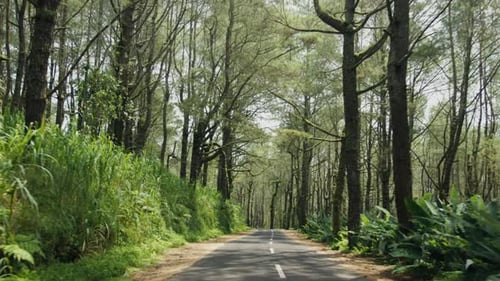 Empty Road Through Lush Green Pine Forest