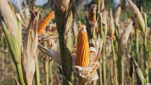 CloseUp Of Yellow Flower On Field at Sunny Day