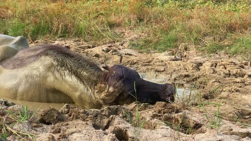 Closeup of a buffalo relaxing in a muddy pit, surrounded by lush green and yellow grass.