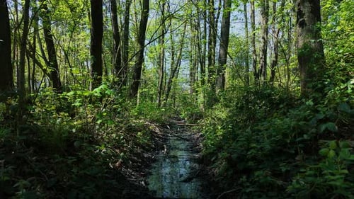 Toxic Waste in Forest Stream Chemical Discharge Polluting Natural Waterway