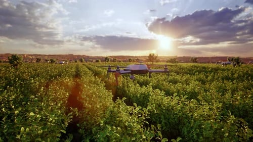Modern Agricultural Drone Inspecting Green Crop Field At Sunset