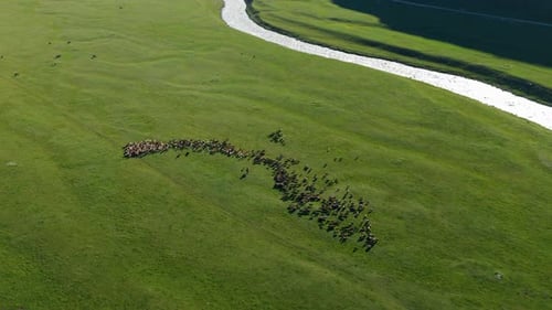 Schafherde weidet auf der Wiese neben dem Fluss in Kirgisistan. - Luftaufnahme
