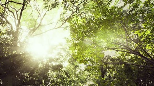 Sunlight Filters Through Trees in Tropical Forest