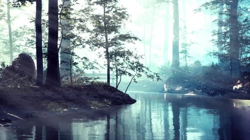 Pond Swamp with Unique Atmosphere and Fog Beneath the Trees