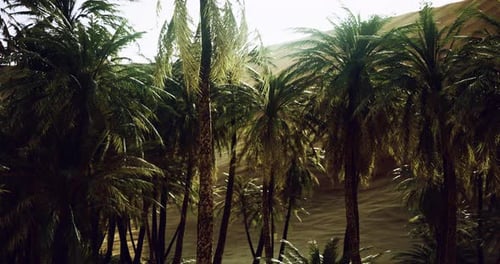 Palm Trees Thrive in a Sunlit Oasis Surrounded By Sandy Terrain
