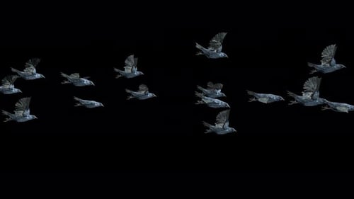Realistic Crows Flying Horizontally Across Screen