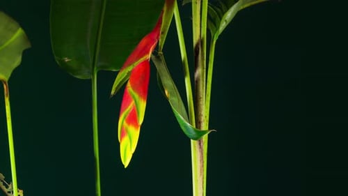 Heliconia rostrata, la griffe de homard suspendue ou la fausse plante à fleurs en forme d'oiseau de paradis Laps de temps.
A.