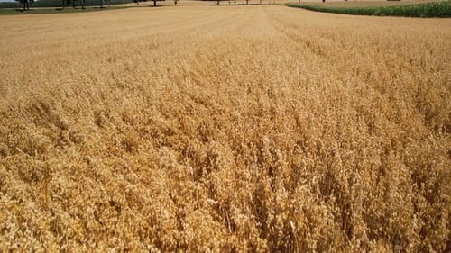 Flying Above Golden Wheat Field - drone shot