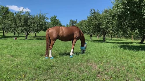 Brown Horse Grazing in a Green Pasture