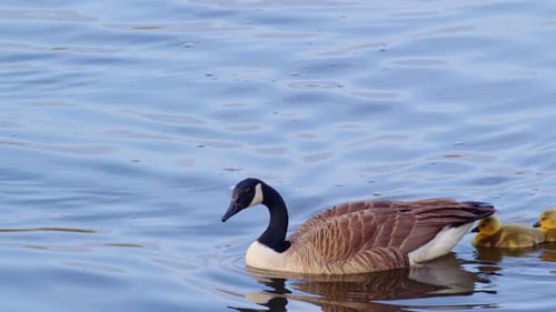 Mother Goose Swimming with Two Fluffy Goslings