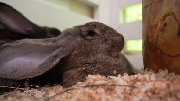 Dark Rabbits on the Farm, Vehicles Stock Footage ft. rabbit & fluffy ...