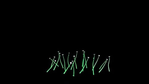 Animated White Daisy Flowers Growing and Blooming