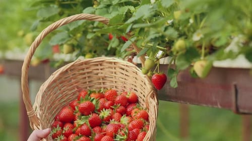 Picking Strawberry