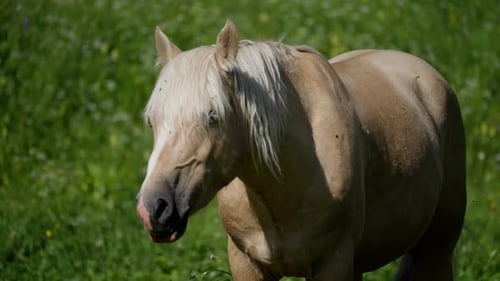 Palomino Horse Grazing in Vibrant Summer Meadow