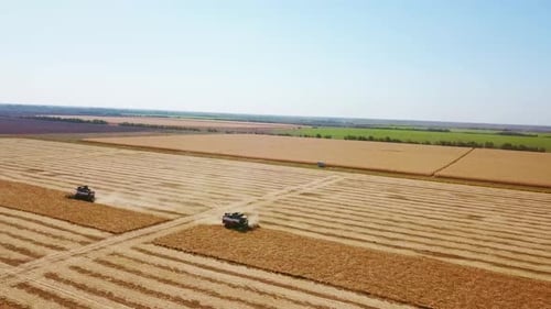 Aerial Drone View Combine Harvesters Working in Soybean Field on Sunset Harvesting Machine Driver