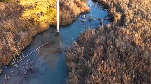 Aerial drone view of salmon swimming upstream through a narrow stream surrounded by golden reeds and