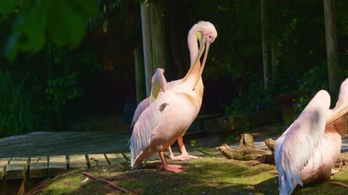 Pink Great White Pelican Preening Its Feathers in the Sun