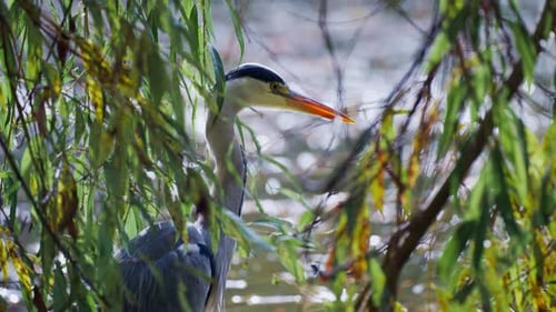 Nahaufnahme eines Reihers auf der Jagd in einem Fluss hinter hängenden Ästen