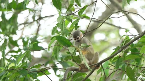 Young Squirrel Monkey Engaging with Leaves in Amazonian Canopy