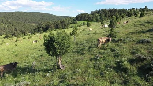 Vaches paissant sur le plateau vert avec vue aérienne