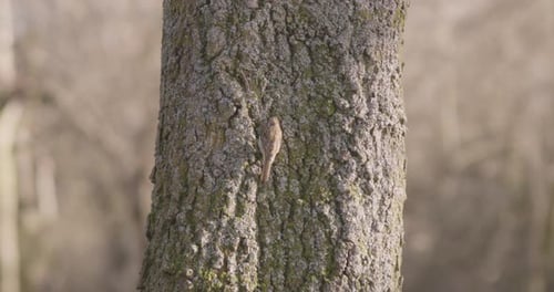 Bird eating a worm on the trunk of a tree, dry field as background.