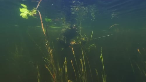 Spearfishing in the lake. Fisherman in wetsuit swims in the freshwater lake with the spear gun