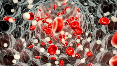 Red Blood Cells
