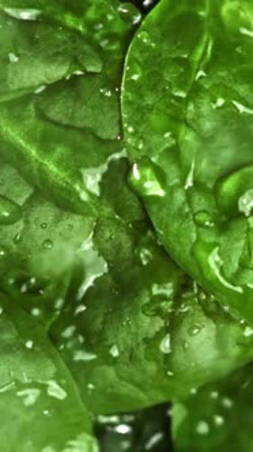 Water Droplets Fall on Spinach Leaves Filmed on a Highspeed Camera at 1000 Fps