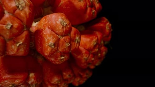 La fruta naranja del pandanus capturada en primer plano con el movimiento de Dolly Slider sobre un fondo negro,