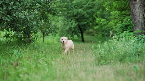 Golden Retriever Puppy Green Fresh Grass Lawn with Adult Beagle dogDogs Playing