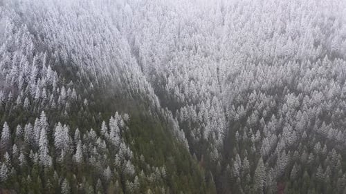 Snow Covered Pine Forests