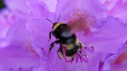 Bumblebee Landing on Vibrant Purple Flower in Spring
