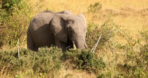 Endangered African Bush Elephant In The Maasai Mara National Reserve In Kenya, Africa. - wide shot