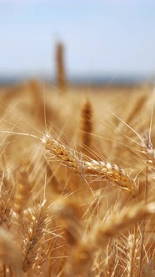 Ears of golden wheat close up. Background of ripening ears of meadow wheat field