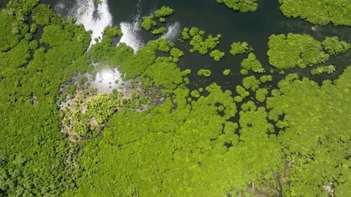 Sunlit Clearing with Palm Trees Among Dense Mangrove Siargao Philippines