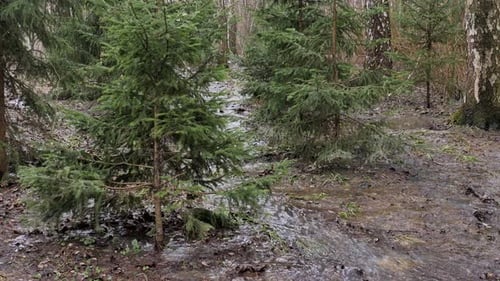 Spring flooded spruce trees. High water in april forest.