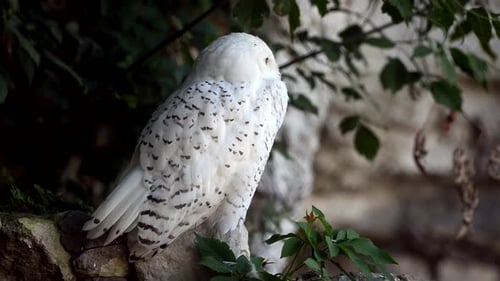 Captivating Closeup of a Snowy Owl Resting in Its Natural Forest Habitat During Winter