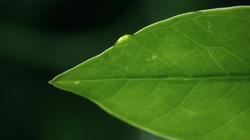 Water Droplet Falling from the End of a Leaf