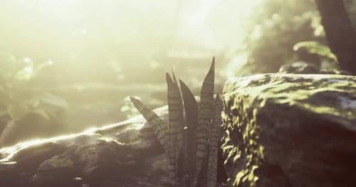 Sunlight Filtering Through Forest Trees Highlighting Lush Green Ferns