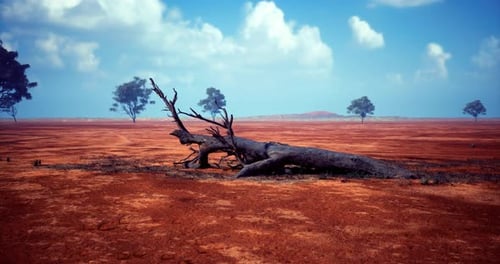 Arid Landscape with Dead Tree and Distant Eucalyptus Trees