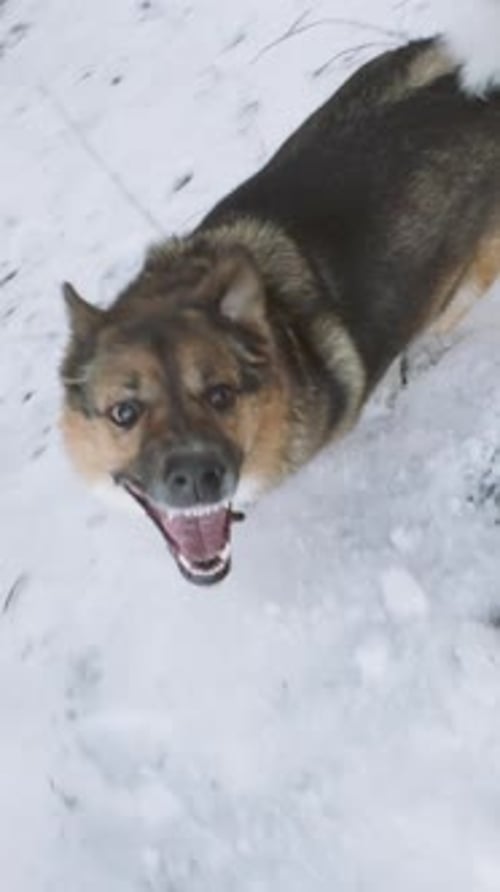 Angry Aggressive Mad Dog Runnvertical