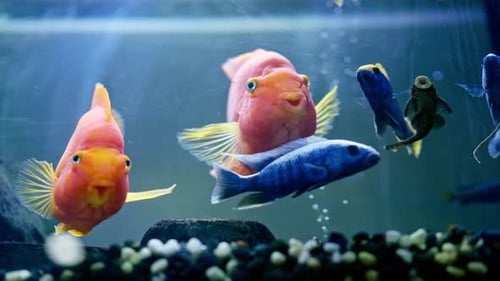 Beautiful Orangeyellows and Blue with Puffy Cheeks Swim in a Beautiful Blue Aquarium