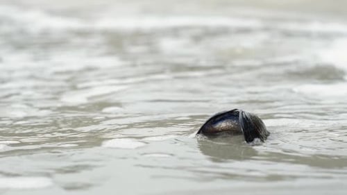 Meereswellen überschwemmen Muschelschalen am Strand