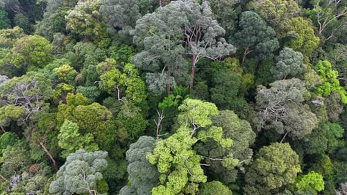 Drohnenaufnahme des primären Regenwaldes in Malaysia