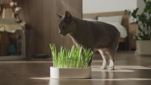 Grey Cat Sniffs Fresh Grass in Sunlit Room