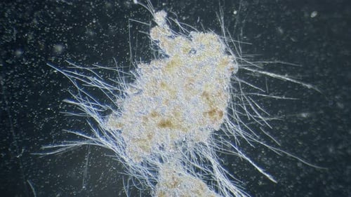 Cyanobacteria algae movement in light under microscope dark field view