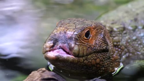 Caiman lizard (Dracaena) injured at the mouth area. It is submerge in the river. Close up shot