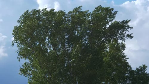 Green Tree Leaves Rustling in the Wind