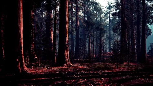 Majestic Sequoia Trees Illuminating a Tranquil Forest Landscape at Dusk