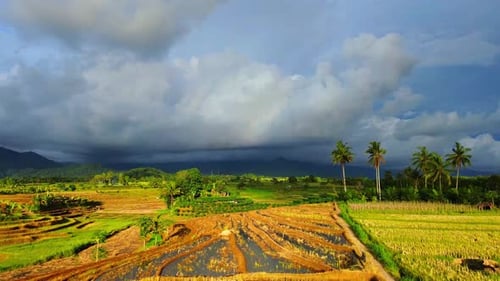 Lush Green Rice Terraces under Dramatic Cloudy Sky